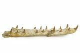 Impressive Fossil Crocodylomorph (Gavialoid?) Jaw - Morocco #345362-1